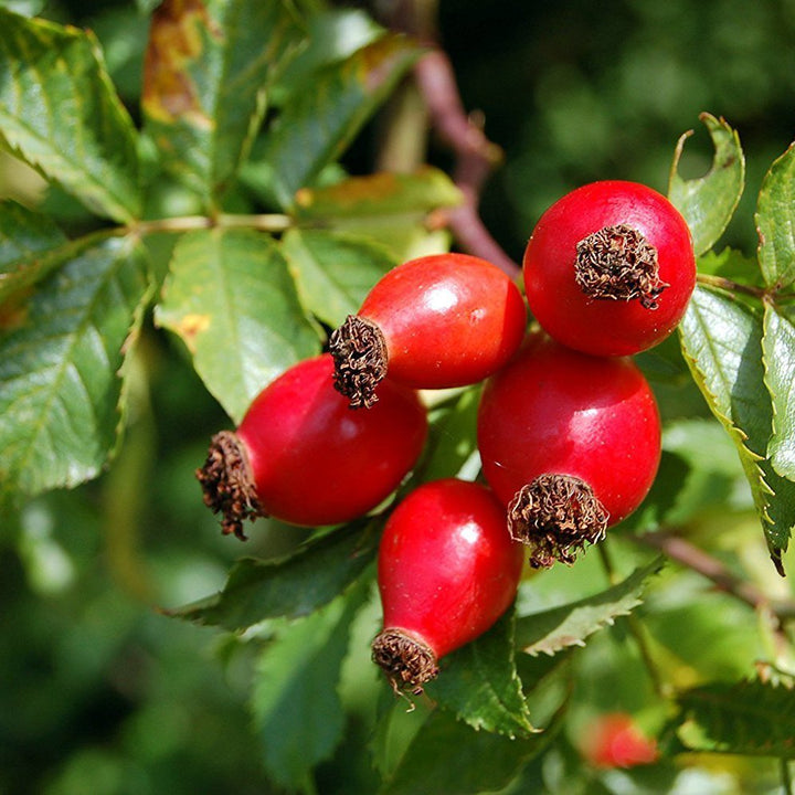 All About Rose Hips